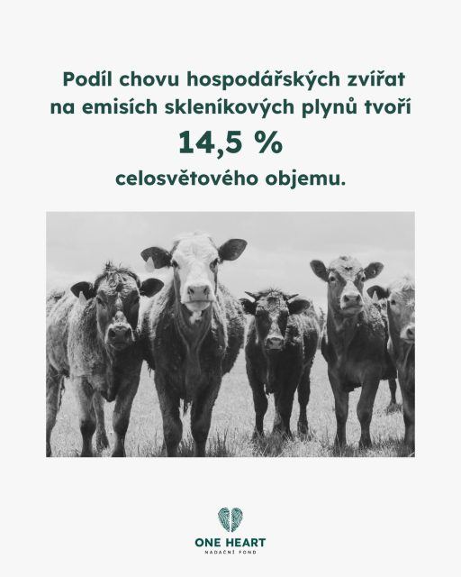Na dodavatelské řetězce živočišné výroby připadá zhruba 7,1 gigatun emisí skleníkových plynů (v ekvivalentu CO₂), což odpovídá 14,5 % globálních antropogenních emisí.Skot je zodpovědný za přibližně dvě třetiny tohoto množství, zejména kvůli produkci mléka a hovězího masa.Velkou část tvoří metan vznikající při fermentaci v bachoru, který představuje asi 30 % světových emisí tohoto plynu.Protože je metan krátkodobou látkou znečišťující klima, může jeho snížení výrazně přispět ke zpomalení klimatických změn – už během našeho života. 🌍🐄Zdroj: FAO #oneheart #welfare #vsichnimamejednosrdce #jsmevtomvsichnispolecne #animalwelfare