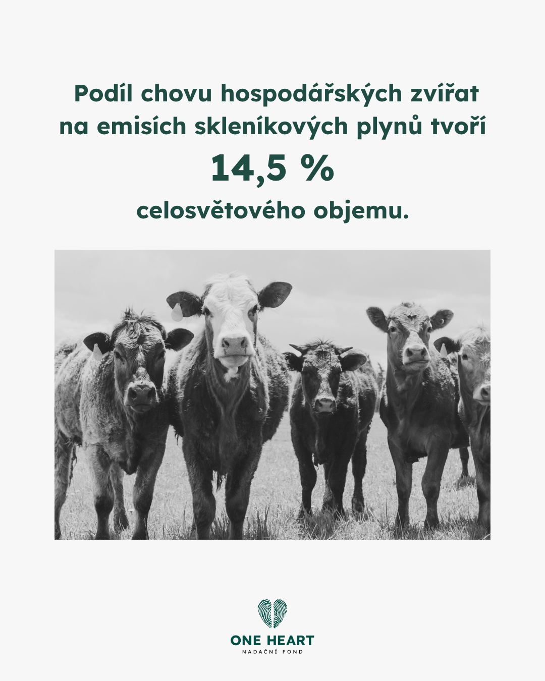Na dodavatelské řetězce živočišné výroby připadá zhruba 7,1 gigatun emisí skleníkových plynů (v ekvivalentu CO₂), což odpovídá 14,5 % globálních antropogenních emisí.Skot je zodpovědný za přibližně dvě třetiny tohoto množství, zejména kvůli produkci mléka a hovězího masa.Velkou část tvoří metan vznikající při fermentaci v bachoru, který představuje asi 30 % světových emisí tohoto plynu.Protože je metan krátkodobou látkou znečišťující klima, může jeho snížení výrazně přispět ke zpomalení klimatických změn – už během našeho života. 🌍🐄Zdroj: FAO #oneheart #welfare #vsichnimamejednosrdce #jsmevtomvsichnispolecne #animalwelfare