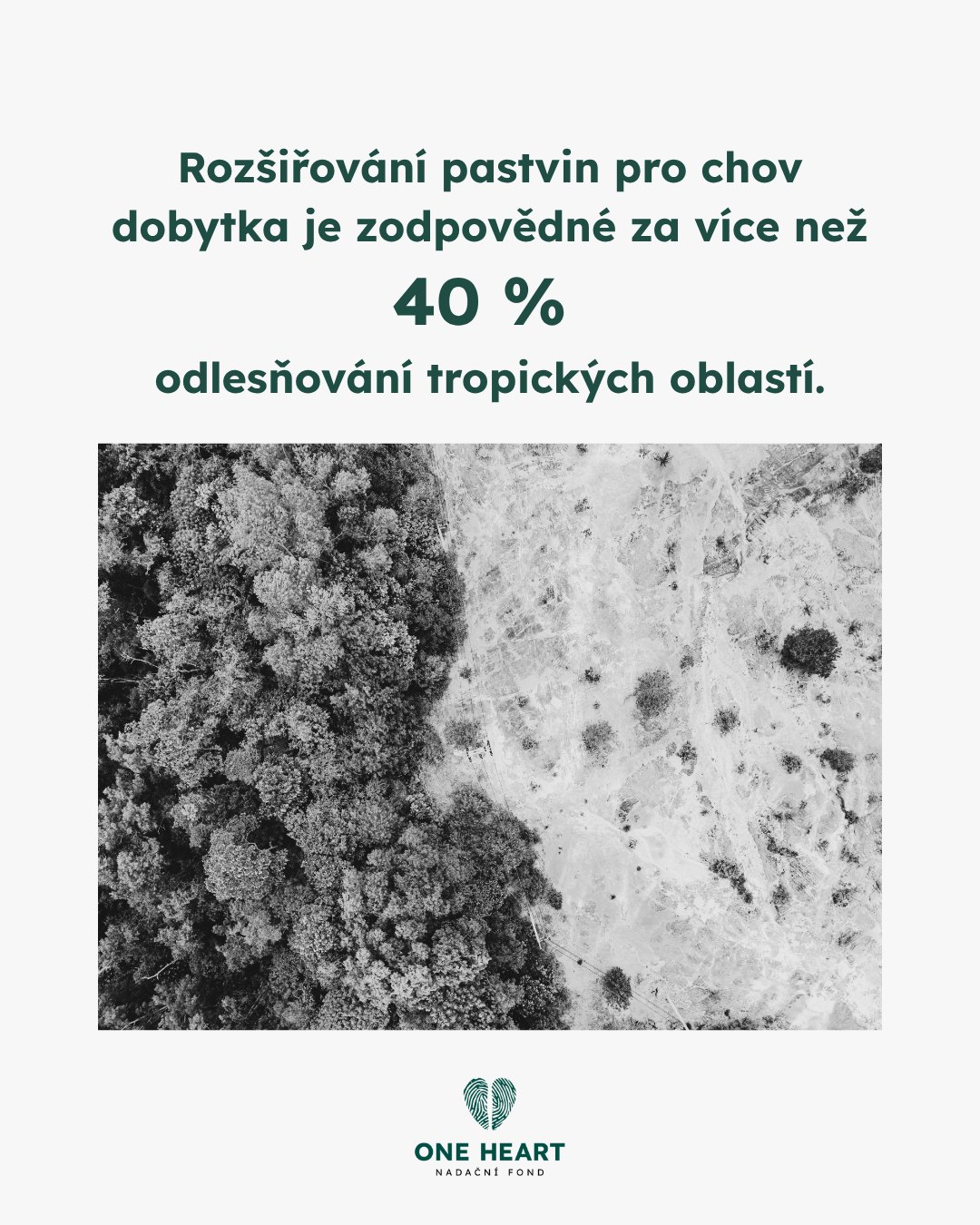 Každý rok na světě ubývá přibližně 5 milionů hektarů lesů. Z toho 95 % připadá na tropické oblasti. Nejméně tři čtvrtiny z toho je způsobeno zemědělstvím. Rozšiřování pastvin za účelem chovu dobytka je zodpovědné za 41 % odlesňování tropických oblastí. To je 2,1 milionu hektarů ročně - přibližně polovina rozlohy Nizozemska.Zdroj: Our World in Data #oneheart #welfare #vsichnimamejednosrdce #jsmevtomvsichnispolecne #animalwelfare #zivotniprostredi #deforestrace