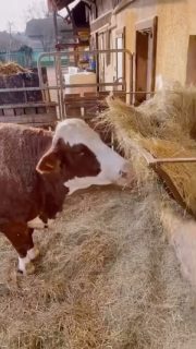 Pomáháme finančně těm, kdo se přímo starají o opuštěná a zachráněná zvířata. 
Všechna! Nejen psy a kočky, ale i slepice, krůty, krávy, kozy, ovce, prasata, lamy, holuby, dravce, srny… 
Jako třeba tady v azylu @farma_u_veselyho_psa 

Ano, většina naší práce v @oneheart_nf je neveřejná a tedy vizuálně nezajímavá. 
Jsou to mimo jiné desítky a stovky hodin osobních jednání nejen s politiky a těmi, kdo ovládají/vlastní/provozují cokoliv souvisejícího s takzvaným “živočišným průmyslem”. 
Náš cíl je velký (podle některých až příliš!) a jde nám o zásadní systémovou změnu nejen v Česku. Běžíme na trať delší než je ta maratonská, terénem složitým jako vysokohorský trek a ještě se nás snaží zastavit silnější, bohatší a mocní soupeři/ nepřátelé. 
Ale zvířata si zaslouží naši pomoc! 
Je nepřijatelné, jak se k nim jako společnost dlouhodobě chováme. Jde o naše fatální selhání. Zvířata nejsou věci, ale cítící a živí tvorové. Jako my. Nemají být vystavována zbytečnému utrpení. Kvalita jejich života je navíc přímo spojena se zdravím lidí i planety.
Chceme vám tedy poděkovat za podporu🙏🏻🕊️✌🏻
Bez vás by to nešlo. 
Na každém z nás záleží, každý z nás činí každý den rozhodnutí, která mají přímý dopad na (ne)život zvířat a stav planety. 
Prosíme vás tedy znovu v tomto adventním čase: myslete na zvířata každý den. Kdykoliv to půjde, zadívejte se jim do očí. 
A prosíme -  podporujte nás a naše snažení i nadále. Ať už sdílením příspěvků, nebo finanční pomocí na náš účet
711177777/0300

#vsichnimamejednosrdce 

Děkujeme ze 💚 našim hlavním sponzorům
 @kofola & @firstgreen_industries