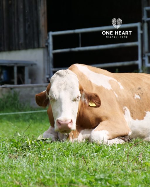 Věděli jste, že krávy mají neuvěřitelně široké periferní vidění? Jejich zorné pole může být téměř 360°! 👀🐄 Mají ale také malé místo, kam nevidí – přímo před čenichem. Proto je může polekat, když k nim někdo přistoupí úplně zepředu. #oneheart #welfare #vsichnimamejednosrdce #jsmevtomvsichnispolecne #animalwelfare