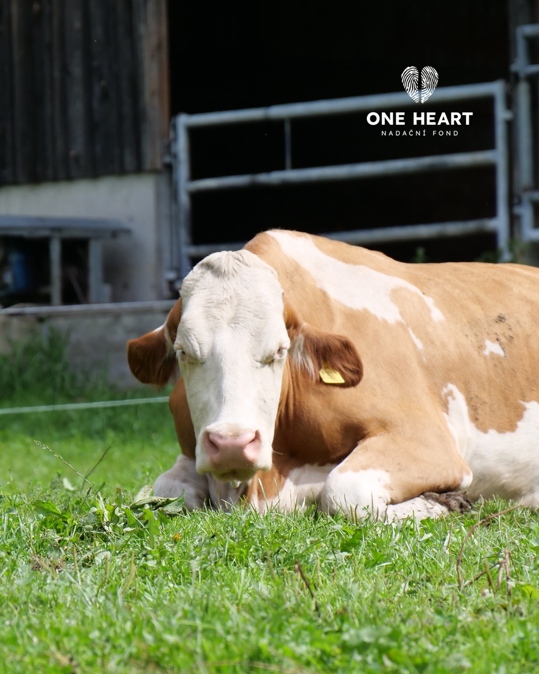 Věděli jste, že krávy mají neuvěřitelně široké periferní vidění? Jejich zorné pole může být téměř 360°! 👀🐄 Mají ale také malé místo, kam nevidí – přímo před čenichem. Proto je může polekat, když k nim někdo přistoupí úplně zepředu. #oneheart #welfare #vsichnimamejednosrdce #jsmevtomvsichnispolecne #animalwelfare