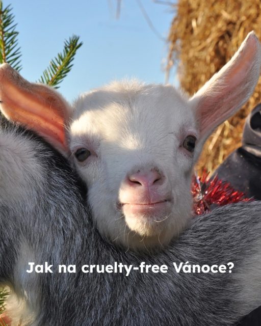 A jaké cruelty-free doporučení na svátky máte vy? Dejte nám vědět do komentářů!🎄#vanocebezutrpeni #welfare #oneheart #vsichnimamejednosrdce #jsmevtomvsichnispolecne #animalwelfare