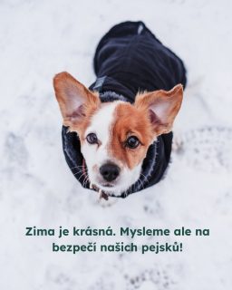 Od prvního ledna je zakázané držet psy dlouhodobě uvázané na řetězu. Stanovuje to novela zákona o ochraně zvířat proti týrání. Myslete na to zejména v těchto mrazivých dnech a pokud někde uvidíte, že by někdo tento zákaz porušoval, nebojte se ozvat. Můžete tak zachránit život! 

 #oneheart #welfare #vsichnimamejednosrdce #jsmevtomvsichnispolecne #animalwelfare