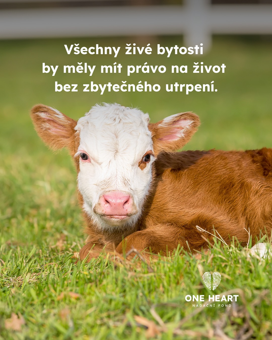 Protože #vsichnimamejednosrdce