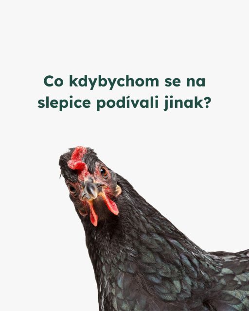 Slepice jsou inteligentní, vnímavé bytosti, ne výrobní stroje.Přesto miliony z nich celý život tráví v klecích bez prostoru a možnosti přirozeného chování. Lepší welfare a zákaz klecových chovů je pouze minimum toho, co si zaslouží. 🐓 #vsichnimamejednosrdce #oneheart #welfare #jsmevtomvsichnispolecne #konecdobyklecové #animalwelfare