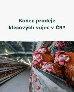 Klecová vejce z českých chovů čeká od 1. 1. 2027 legislativní konec. Už dnes je ale většina velkých řetězců neprodává – a trh se postupně mění.

Co je důležité vědět?
✔️ Zákaz se týká chovu v ČR
✔️ Nevztahuje se na dovoz ze zahraničí
✔️ Bezklecové chovy znamenají vyšší náklady – a tedy i vyšší cenu

Každé vejce má svůj kód. První číslo rozhoduje:
0 – bio
1 – volný výběh
2 – halový (podestýlkový) chov
3 – klecový chov

Rok 2027 je za dveřmi. Budoucnost welfare ale neurčuje jen legislativa — určují ji i naše nákupy. Mysleme na to! 

 #oneheart #welfare #vsichnimamejednosrdce #jsmevtomvsichnispolecne #konecdobyklecové #animalwelfare