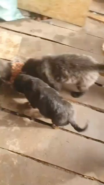 Děkujeme všem, kdo nám svými finančními dary pomáháte krmit opuštěná válečná zvířata na ukrajinské frontě. Tady právě dorazila další várka granulí. Tentokrát do Lymanu. Jak vidíte, bude bleskově pryč a bude třeba další… Děkujeme ze 💙💛❤️‍🔥 @pomozme_prezit_ukrajine a tamním vojákům a dobrým lidem! 🙏🏻🕊️✊🏻A díky naší  @adela_knapova , která za nás přímo na východě Ukrajiny pomáhá #vsichnimamejednosrdce #animalsinneed #everylifematters