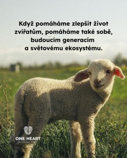 Zajímat se o welfare neznamená řešit jen lepší životní podmínky zvířat, ale lepší životní podmínky nás všech. #vsichnimamejednosrdce 

 #oneheart #welfare #jsmevtomvsichnispolecne #animalwelfare