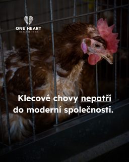 Za týden stane iniciativa Konec doby klecové před Soudním dvorem Evropské unie, aby dala hlas těm, kteří ho nemají. 

V roce 2021 sesbírala Evropská občanská iniciativa End the Cage Age (Konec doby klecové) 1,4 milionu podpisů. Evropská komise tehdy slíbila, že do konce roku 2023 předloží legislativní návrhy na ukončení klecí pro všechna hospodářská zvířata. To se ale nestalo. Proto byla v roce 2024 na Komisi podána žaloba za porušení právně závazného slibu. 

Nyní iniciativu čeká ústní jednání, kde zazní jasné argumenty, proč musí klece v Evropě skončit.

Pokud bude úspěšná, soud přiměje Komisi dostát svého závazku. 

Držíme palce, protože #vsichnimamejednosrdce, a protože si všichni  živí tvorové zaslouží důstojné podmínky k životu. 

@ciwfcesko

 #oneheart #welfare #vsichnimamejednosrdce #jsmevtomvsichnispolecne #konecdobyklecové #animalwelfare #endthecageage