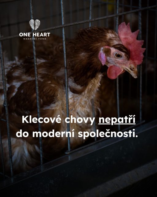 Za týden stane iniciativa Konec doby klecové před Soudním dvorem Evropské unie, aby dala hlas těm, kteří ho nemají. V roce 2021 sesbírala Evropská občanská iniciativa End the Cage Age (Konec doby klecové) 1,4 milionu podpisů. Evropská komise tehdy slíbila, že do konce roku 2023 předloží legislativní návrhy na ukončení klecí pro všechna hospodářská zvířata. To se ale nestalo. Proto byla v roce 2024 na Komisi podána žaloba za porušení právně závazného slibu. Nyní iniciativu čeká ústní jednání, kde zazní jasné argumenty, proč musí klece v Evropě skončit.Pokud bude úspěšná, soud přiměje Komisi dostát svého závazku. Držíme palce, protože #vsichnimamejednosrdce, a protože si všichni  živí tvorové zaslouží důstojné podmínky k životu. @ciwfcesko #oneheart #welfare #vsichnimamejednosrdce #jsmevtomvsichnispolecne #konecdobyklecové #animalwelfare #endthecageage