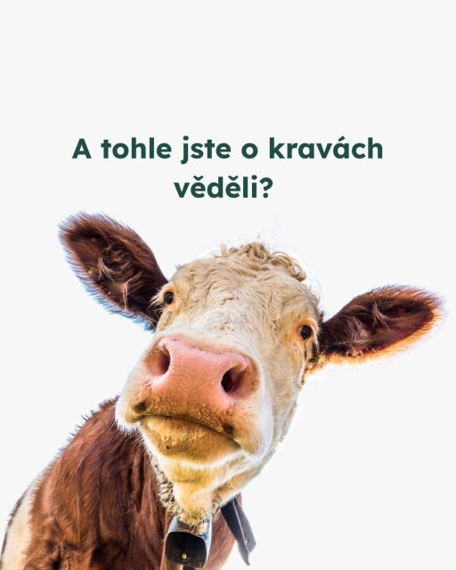 Pokud víme, že krávy jsou vnímavé a inteligentní bytosti, měli bychom usilovat o to, aby měly lepší životní podmínky.Krávy mají silné sociální vazby, dokážou si pamatovat jednotlivce a prožívají emoce jako radost, stres i strach. Přesto je realita v mléčném i masném průmyslu často velmi vzdálená jejich přirozeným potřebám.Pojďme to společně změnit. 💚🐄 #vsichnimamejednosrdce  #oneheart #welfare #jsmevtomvsichnispolecne #animalwelfare