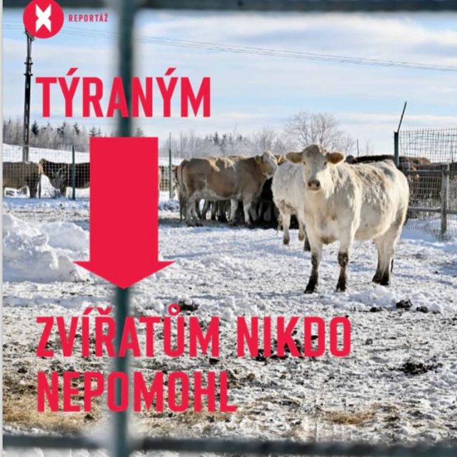 Padl přelomový rozsudek v kauze utýraných krav!!!V letech 2020 až 22 uhynulo kvůli zanedbání péče, hladem a žízníminimálně 370 telat, krav a býků💔💔💔Už v listopadu 2023 psala o kauze naše @adela_knapova pro Reflex Nyní Vrchní soud v Praze poslalNEPODMÍNĚNĚ za utýraní zvířat ředitele chovu na 5 let do vězení 👏🏻Rozsudek je pravomocný. Bojovat za spravedlnost⚖️a lepší život zvířat má smysl ✌🏻Protože zvířata nejsou věci.Děkujeme vám! Bez vás všech, jimž není osud zvířat lhostejný, by se to nikdy nestalo 🙏🏻#vsichnimamejednosrdce