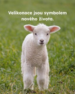 Jehňata si spojujeme s jarem, nevinností a novým začátkem. Realita chovu hospodářských zvířat je ale často jiná.

👉 V České republice i jinde v Evropě jsou jehňata běžně porážena ve věku několika měsíců.
👉 Oddělení od matky přichází mnohdy velmi brzy, což je pro obě zvířata silně stresující.
👉 Spotřeba jehněčího masa přitom během velikonočního období výrazně roste.

💚Velikonoce mohou být i příležitostí ke změně. Zkuste se letos zamyslet nad šetrnějšími alternativami. 

Protože #vsichnimamejednosrdce