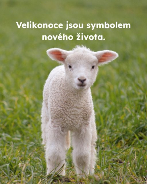 Jehňata si spojujeme s jarem, nevinností a novým začátkem. Realita chovu hospodářských zvířat je ale často jiná.👉 V České republice i jinde v Evropě jsou jehňata běžně porážena ve věku několika měsíců.👉 Oddělení od matky přichází mnohdy velmi brzy, což je pro obě zvířata silně stresující.👉 Spotřeba jehněčího masa přitom během velikonočního období výrazně roste.💚Velikonoce mohou být i příležitostí ke změně. Zkuste se letos zamyslet nad šetrnějšími alternativami. Protože #vsichnimamejednosrdce