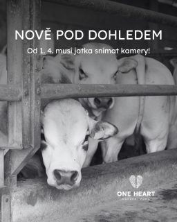 Od dubna platí nová pravidla: provoz na jatkách nově musí sledovat kamery!

Firmy jsou povinny kamery nainstalovat konkrétně tam, kde probíhá zpracování vepřového a hovězího masa. Cíl je jasný: lepší ochrana zvířat.

V loňském roce provedli veterináři 1900 kontrol zaměřených na životní podmínky hospodářských zvířat. Nedostatky odhalili přibližně v každém pátém případě, nejčastěji při vykládce. Nainstalování kamer je tak prvním krokem k lepšímu zacházení se zvířaty. 

Jatka budou povinně uchovávat kamerové záznamy po dobu jednoho měsíce a na vyžádání je zpřístupní veterinární správě.  Za týrání zvířat může být udělena pokuta až  3 milionů korun.