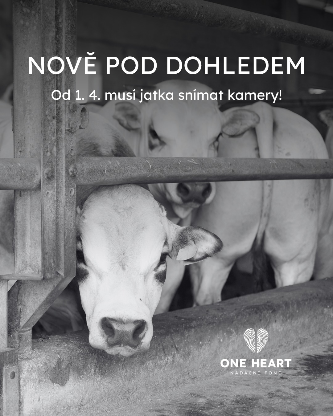 Od dubna platí nová pravidla: provoz na jatkách nově musí sledovat kamery!

Firmy jsou povinny kamery nainstalovat konkrétně tam, kde probíhá zpracování vepřového a hovězího masa. Cíl je jasný: lepší ochrana zvířat.

V loňském roce provedli veterináři 1900 kontrol zaměřených na životní podmínky hospodářských zvířat. Nedostatky odhalili přibližně v každém pátém případě, nejčastěji při vykládce. Nainstalování kamer je tak prvním krokem k lepšímu zacházení se zvířaty. 

Jatka budou povinně uchovávat kamerové záznamy po dobu jednoho měsíce a na vyžádání je zpřístupní veterinární správě.  Za týrání zvířat může být udělena pokuta až  3 milionů korun.