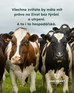 I přesto, že některá zvířata máme zaškatulkovaná v kategorii "hospodářská", neznamená to, že mají jiné a menší potřeby. I hospodářská zvířata cítí bolest a zaslouží si důstojný život, jako všichni ostatní živí tvorové. Mysleme na to a nedovolme, abychom se k hospodářským zvířatům chovali jako k věcem. 

Protože #vsichnimamejednosrdce 💚

 #oneheart #jsmevtomvsichnispolecne #welfare #animalwelfare