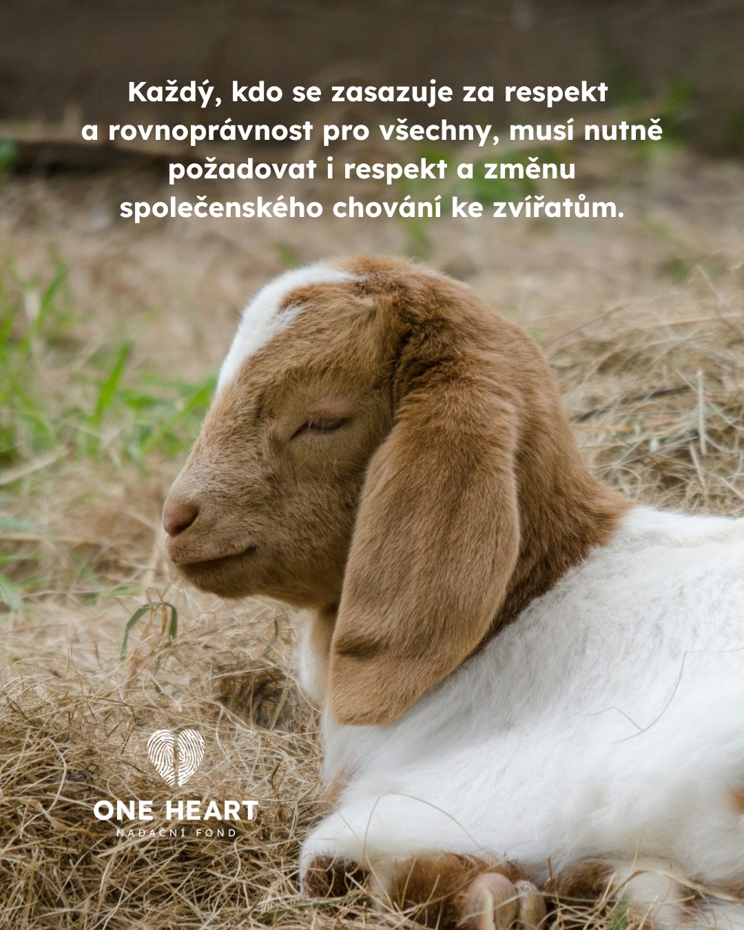 Protože zvířata nejsou věci. 💚

 #oneheart #welfare #vsichnimamejednosrdce #jsmevtomvsichnispolecne #animalwelfare