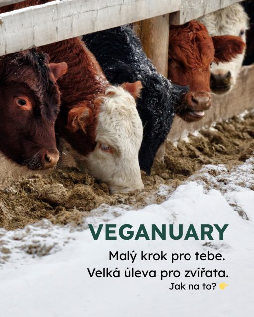 I malá změna se počítá. Jaké máte tipy na rostlinné alternativy vy? 🌱#oneheart #vsichnimamejednosrdce #jsmevtomvsichnispolecne #animalwelfare #veganuary #plantbased