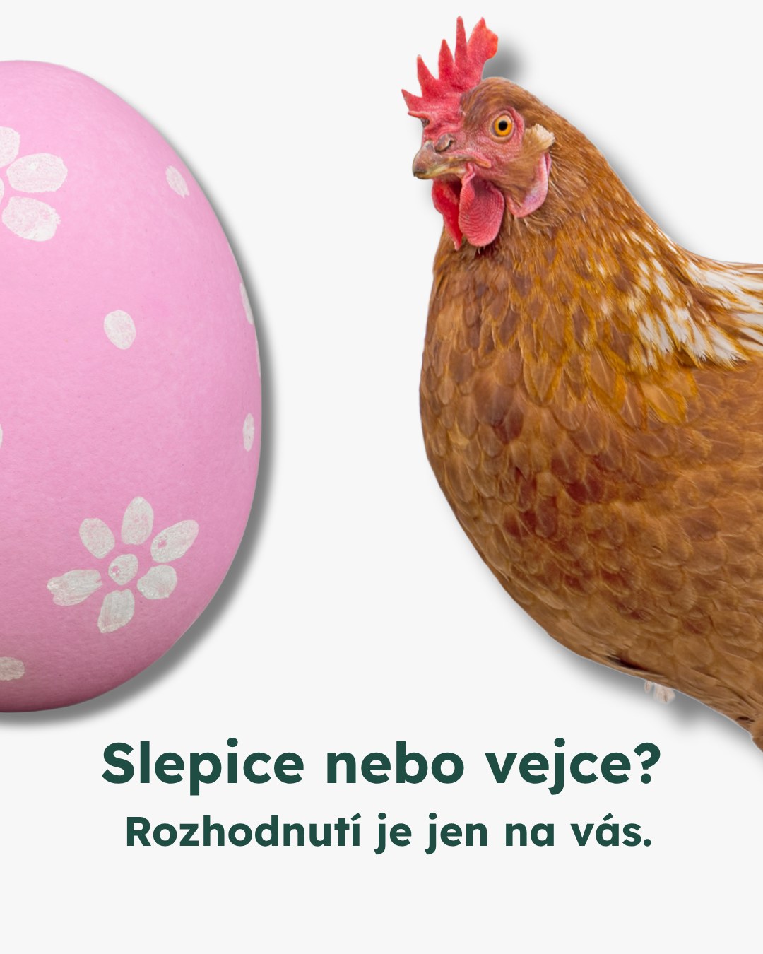 Co si vyberete - levné vejce nebo lepší život pro slepice? Volba je na vás.

Většina slepic v klecových chovech se nikdy nedostane ven, trpí řadou zdravotních problémů a stresem. Podestýlkové chovy slepicím  umožňují pohyb po hale, ale stále nemají přístup ven a haly jsou často přeplněné. Naopak slepice z volného výběhu nebo bio chovu mají venkovní prostor a možnost přirozeného chování.

Malá změna při nákupu vajec může mít obrovský dopad. 

Nebo letos zaexperimentujete s rostlinnými alternativami? 🌱💚

 #oneheart #welfare #vsichnimamejednosrdce #jsmevtomvsichnispolecne #konecdobyklecové #animalwelfare