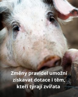 Z dat Státní veterinární správy (SVS) a průzkumu se ukazuje, že udělení pokuty vyšší než padesát tisíc je známo jen v 3,4 procenta případů.

Chovy, které týrají zvířata, by neměly mít možnost získávat dotace na welfare zvířat! 

Celý článek informující o změně pravidel najdete na stránkách Deníku N. 
https://denikn.cz/2021556/dotaci-dostanou-i-chovy-v-nichz-tyraji-zvirata-ministerstvo-zmekcilo-podminky/?cst=c566f06df2cbac3a724f97faecd194407d00be2b6f2b1b46d8dc4f70c6c7a274

@zviratanejime 

 #oneheart #welfare #vsichnimamejednosrdce #jsmevtomvsichnispolecne #animalwelfare